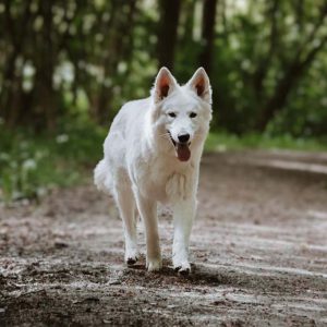 Mowgli 2.0