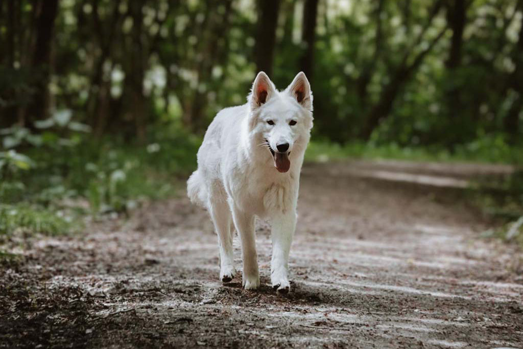 Mowgli 2.0